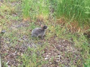 Rabbit at Mount Angel Abbey.
