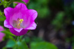 Spring flower at Mount Angel Abbey.
