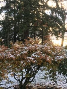 Back garden photo after a light snowfall December 1, 2022