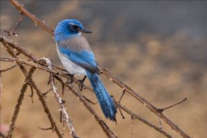 California Scrub Jay on the hilltop. Picture taken by one of our oblates. A blue jay but not a Blue Jay