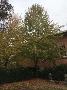Fall colors in the cemetery, October 2022