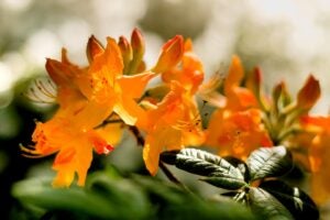 Orange flowers May 2023