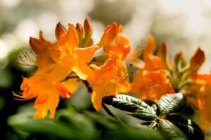Orange flowers May 2023