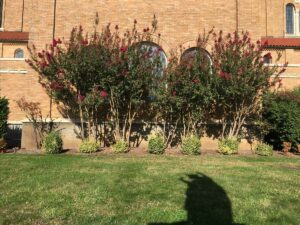 large bushes outside the Abbey church still echoing the feast of Pentecost, October 2022