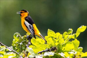 A picture of a male Bullock's oriole on the hilltop in May 2022 taken by one of our oblates.