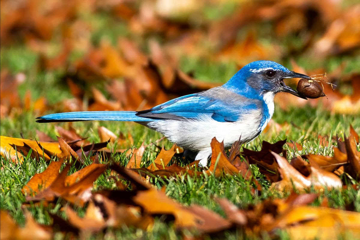 Blue bird on the Hilltop