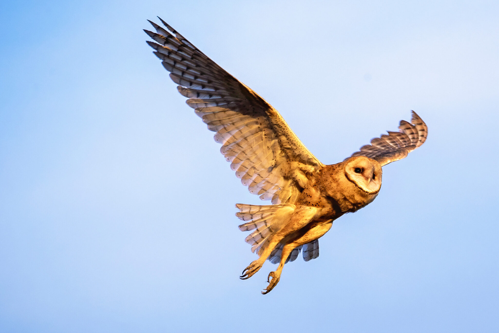 Barn owl flying