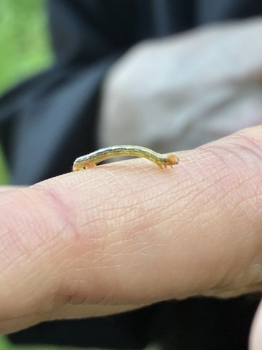 Caterpillar