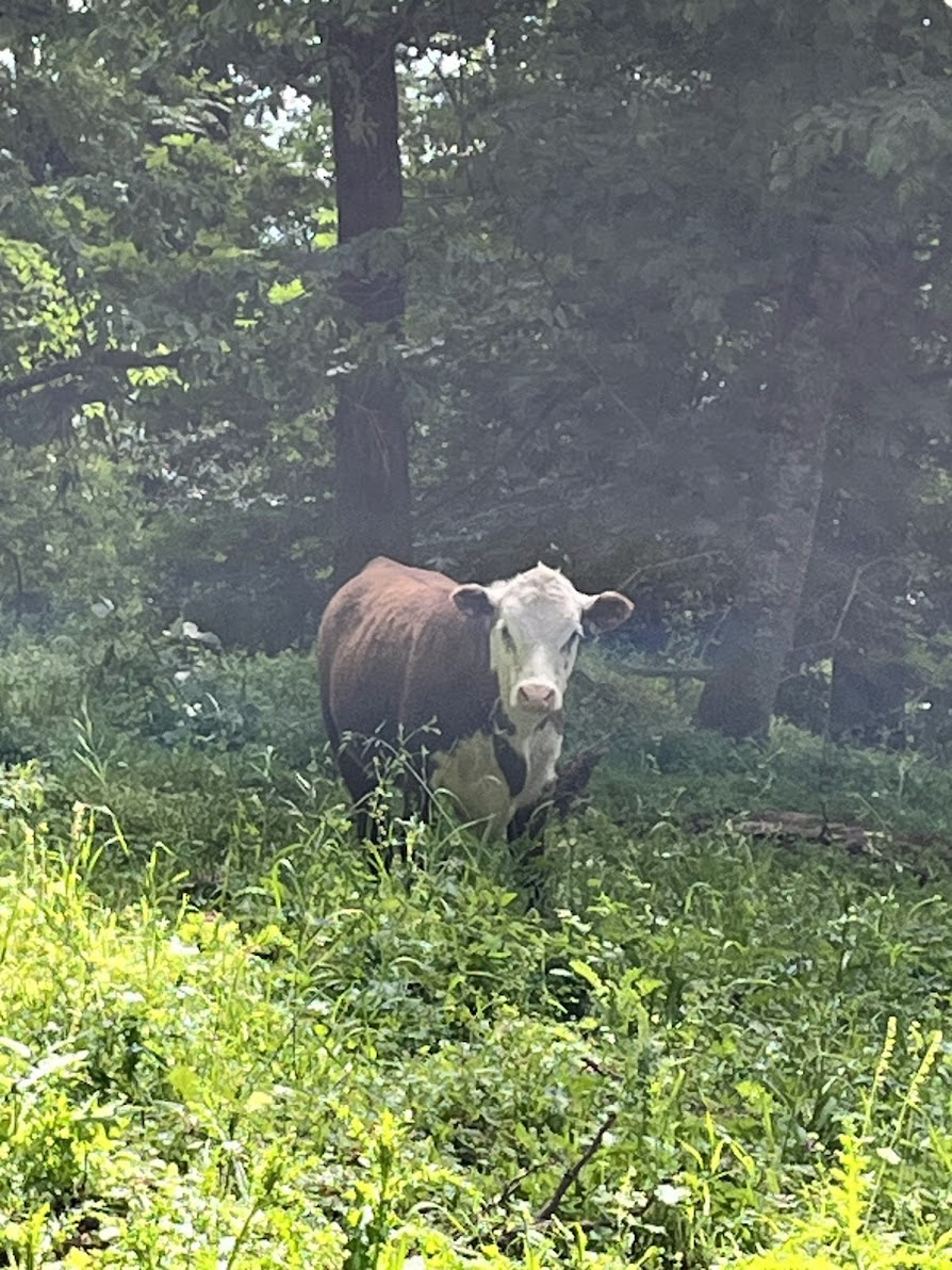 Cow