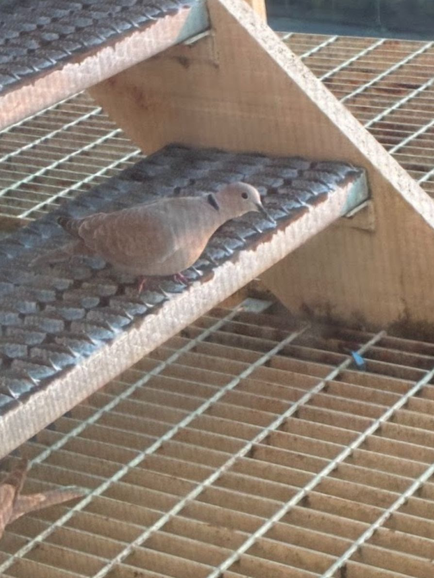 Pigeon