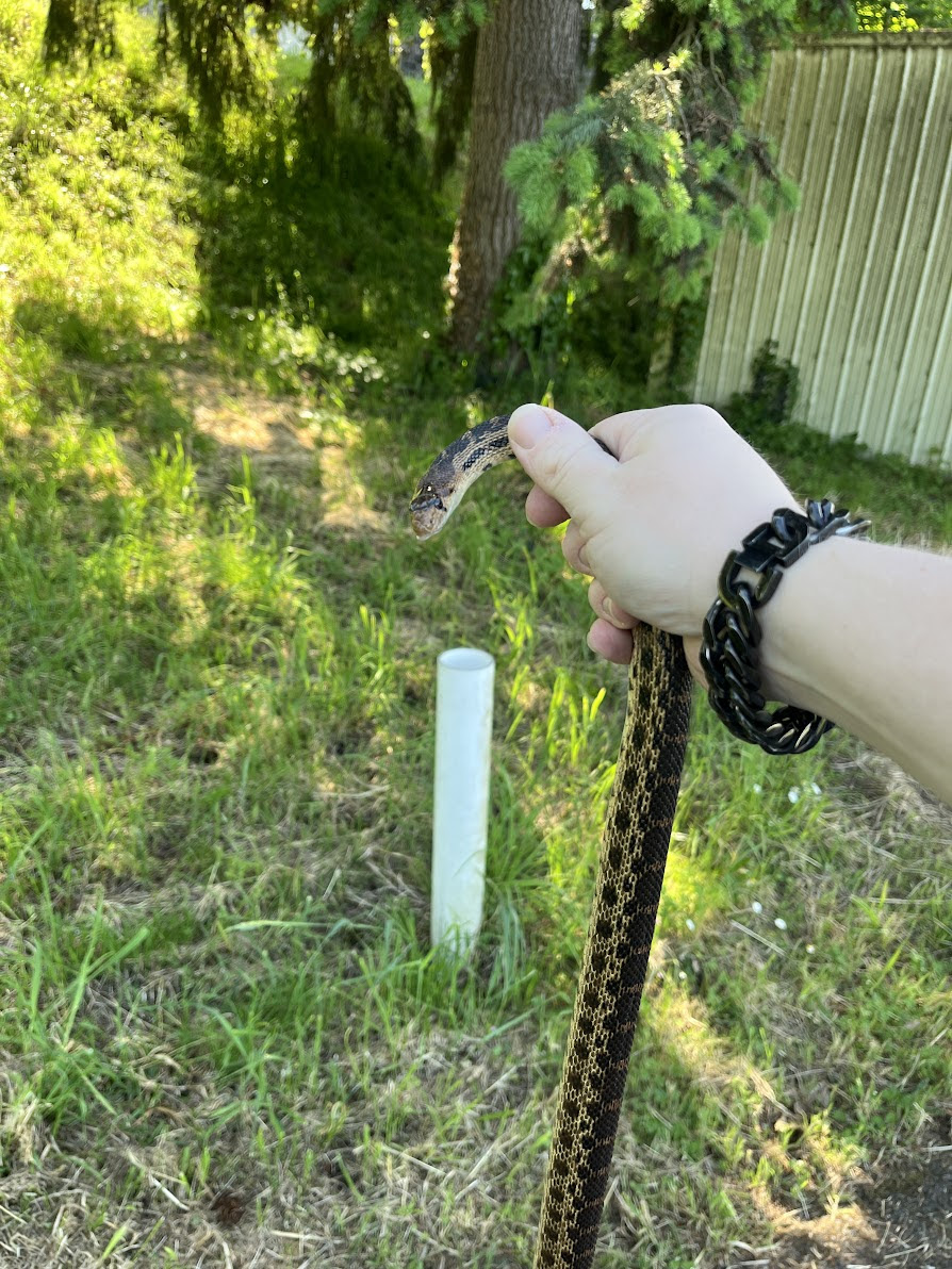 Garter snake