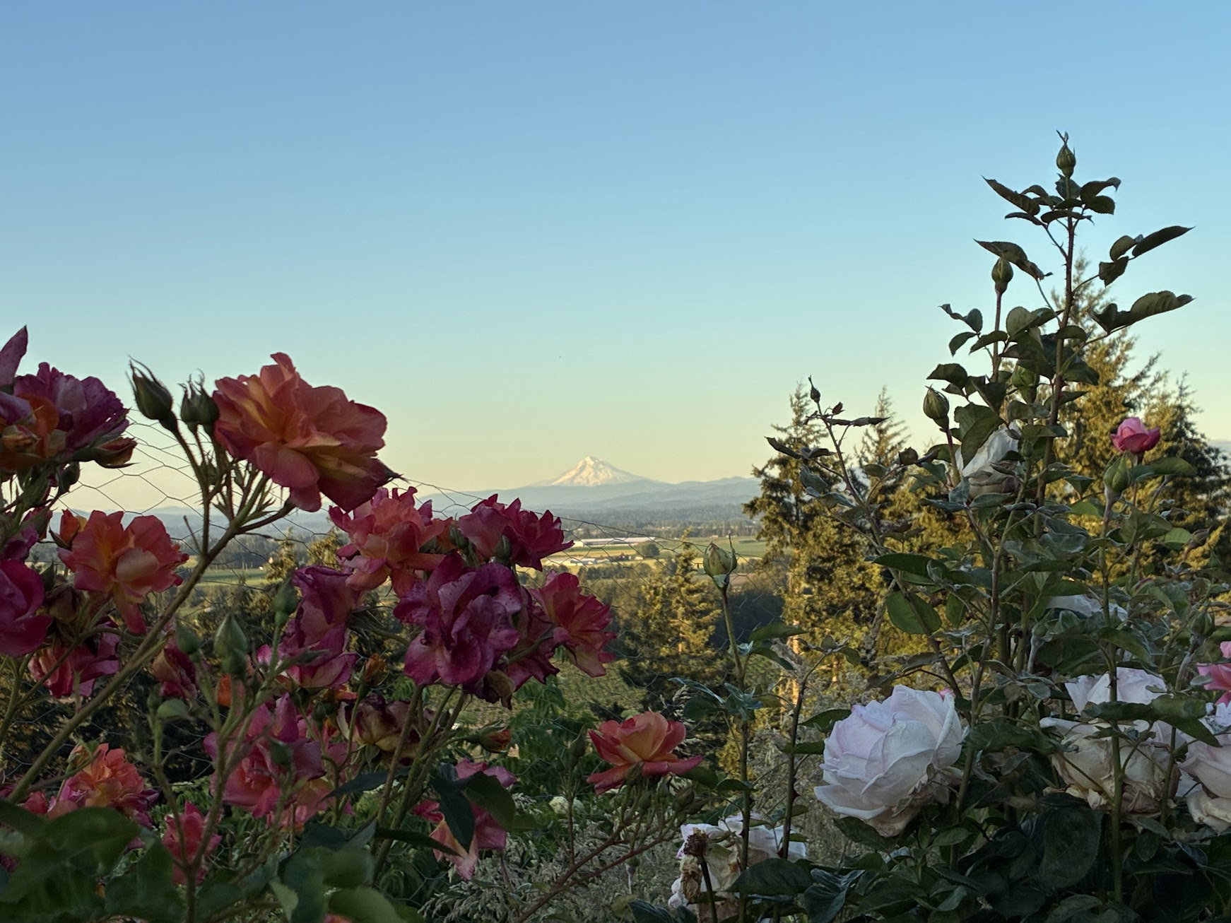 Rose garden with Mount Hood in the background