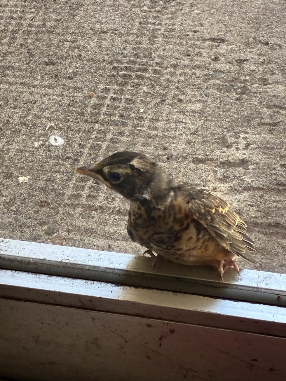 Bird on ledge