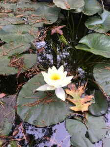 Water Lily in back garden pond, 2022