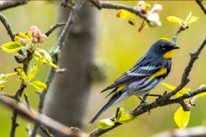 Yellow rumped Warbler. Picture taken by Janine "Solanus"